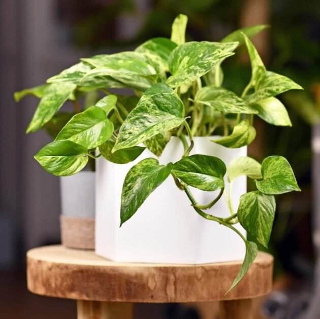 Marble Queen Pothos