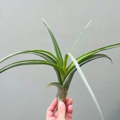 airplant__tillandsia_flexuosa